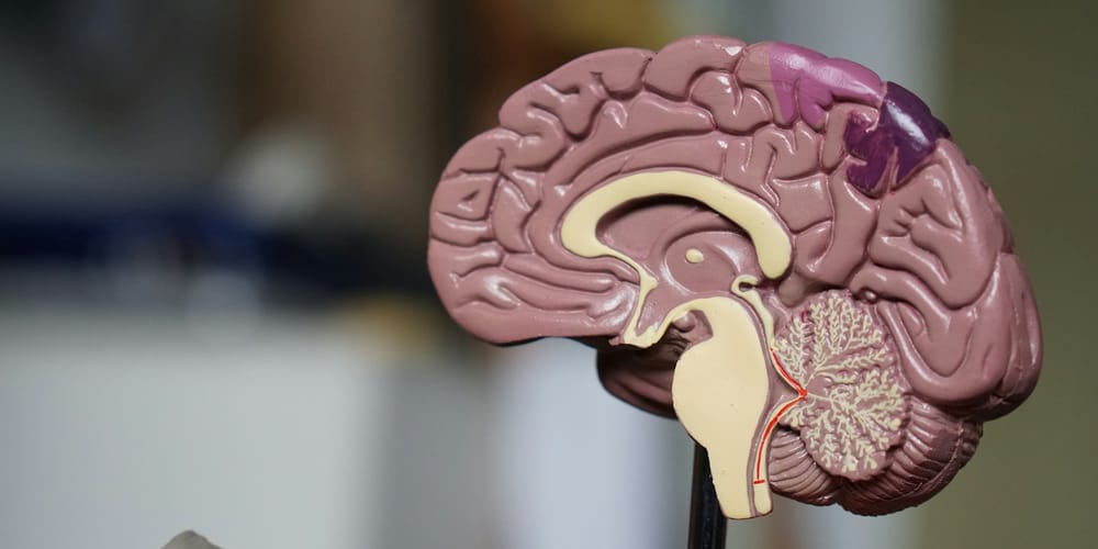 A model of the human brain, softly lit against a neutral background